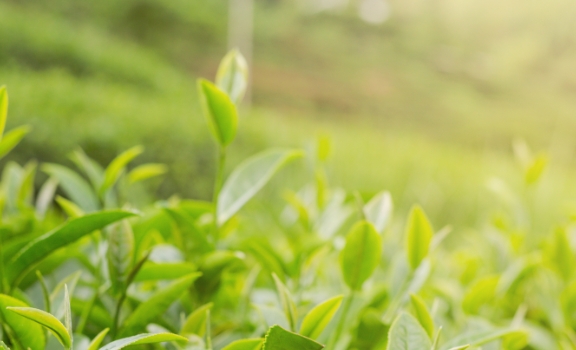 Immagine di separazione con foglie in primo piano